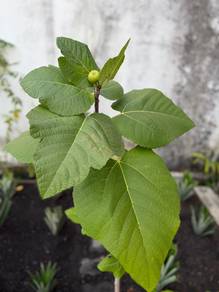 Pokok Tin Iraqi (Varieti Lasak & Tahan Panas)