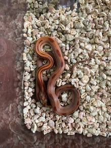 cornsnake