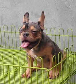 HHT-900600 French Bulldog cute handsome puppy