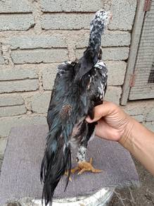 Ayam ratu