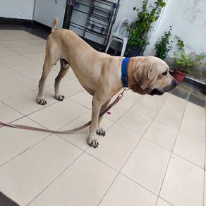 Brazilian Mastiff Fila Brasileiro