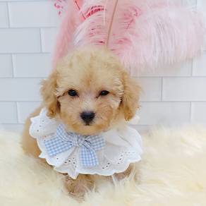 Poodle