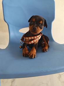 Pure! Mini Pinscher Male Puppy 0105B