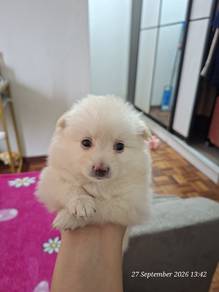 pomeranian puppy 