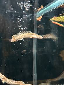 Lapradae Bichir