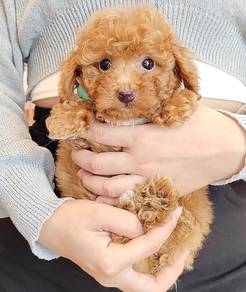 Poodle