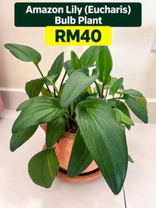 4 Established Indoor Plants with Pots|Bundle