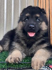German Shepherd High Quality Male