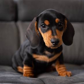STS-10300 Dachshund black tan short haired