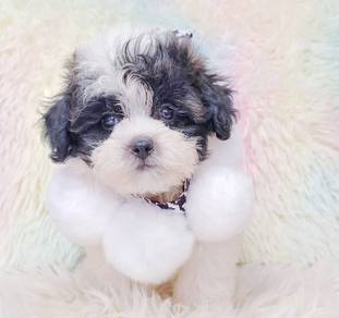 Maltipoo