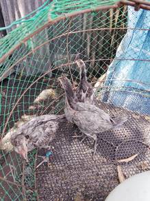 Anak ayam pama