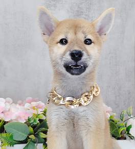 Shiba