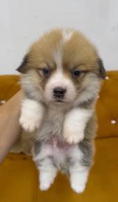 Corgi puppy long haired AA grade