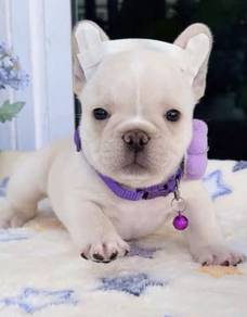 FRENCH BULLDOG PUPPIES VIP820 🌻 Boy-Girl Cream