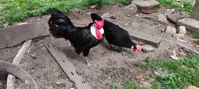 Ayam Whiteface