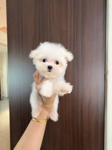 Cute Maltese puppy
