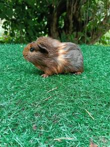 Guinea pig tikus Belanda