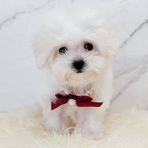 Bichon Frise