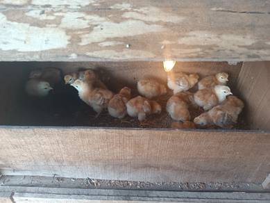 anak ayam rir