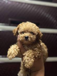 Cavapoo12