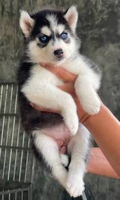 SIBERIAN HUSKY PUPPIES 🌻 Boy~Girl VIP16
