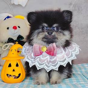 Pomeranian
