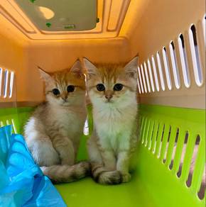 BSH golden cat kitten kucing female rehome