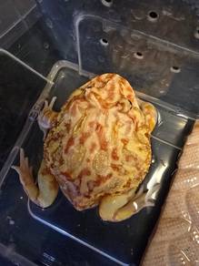 pacman