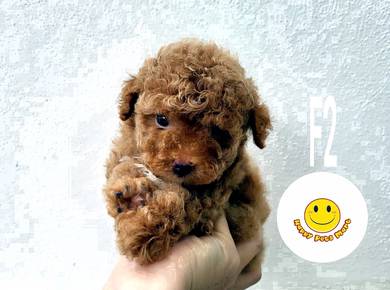 GTT_6222 intelligent Toy Poodle little pet