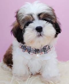 Shih Tzu