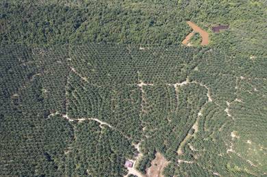 Agricultural Land in Baling, KDH