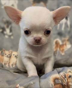 chihuahua available