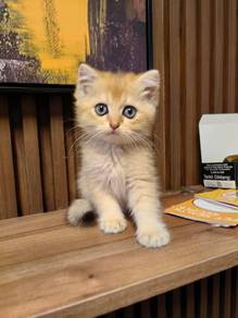 BSH golden pure breed