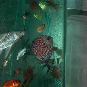 jual atau tukar sama ikan Koi butterfly