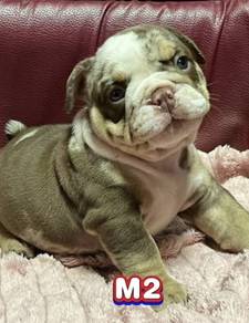 ENGLISH BULLDOG PUPPIES  Male C049