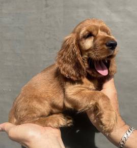 ENGLISH COCKER SPANIEL PUPPIES F414🌻Female