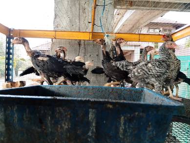 Anak Ayam Ratu dan Anak Ayam Batang Kaki