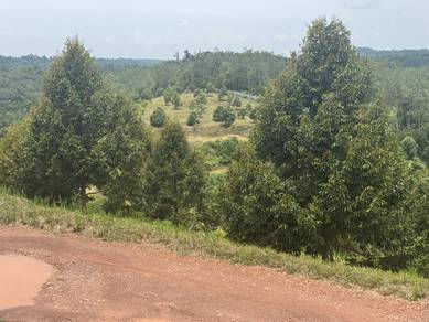 Agricultural Land in Kuantan, PHG