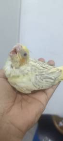 burung jinak manja