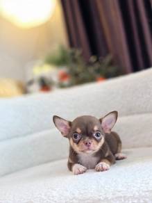 teacup Chihuahua o
