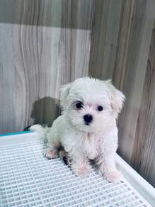 Maltese Female Puppy for Sale