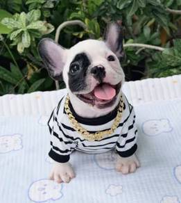 FRENCH BULLDOG PUPPIES VIP172🌻Cute & Healthy Boy