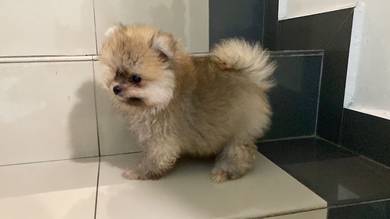 Tiny size Pomeranian