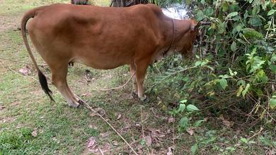lembu betina