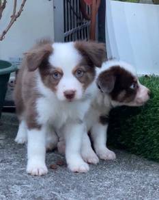 Border collie brown white and blue eyes