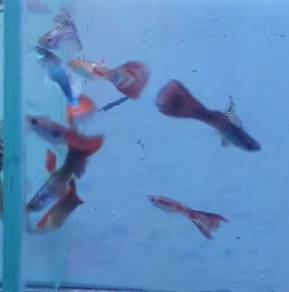 Guppy fish