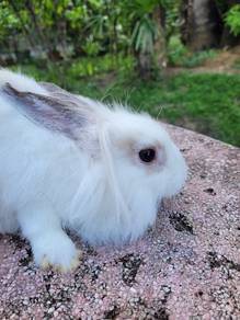 Arnab Lionhead white jantan cute 5 bln🐇🐇🐇