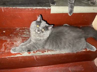 blh&bsh