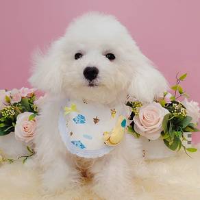 Bichon