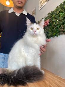 mainecoon maine coon mco male longhair kitten cat